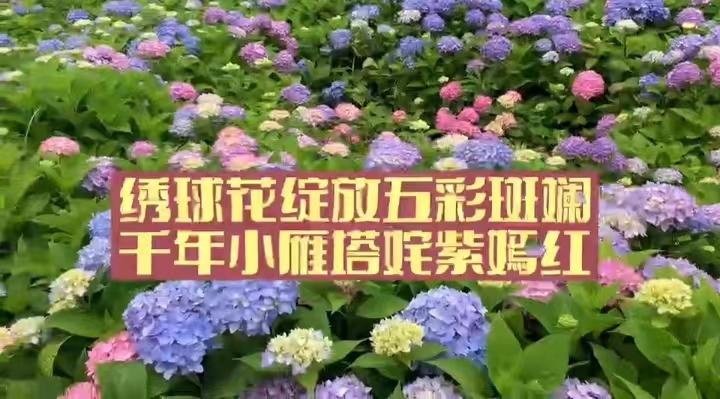 五彩斑斓绣球花