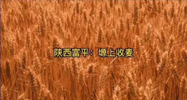 陕西富平，塬上收麦